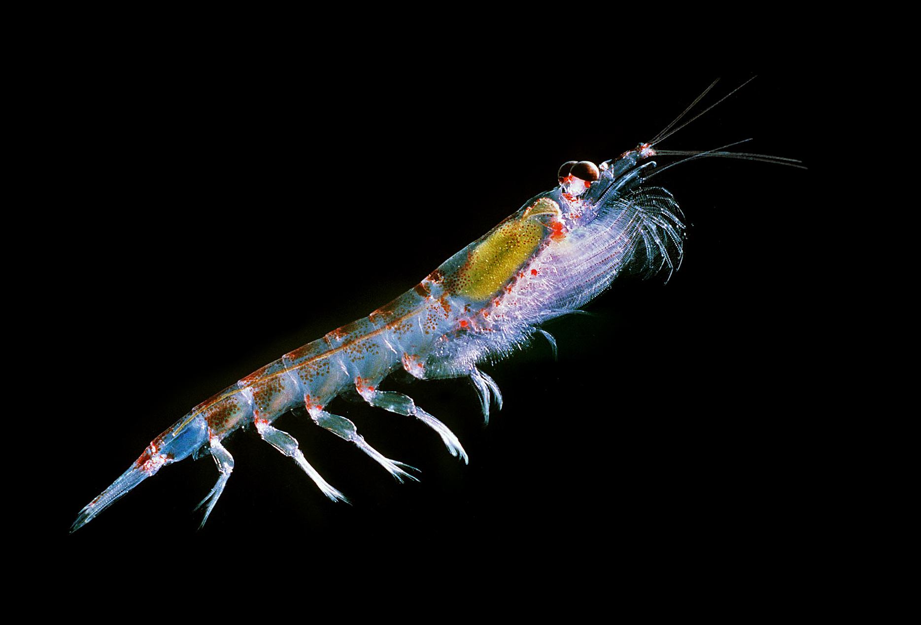 Euphausia superba — krill antártico