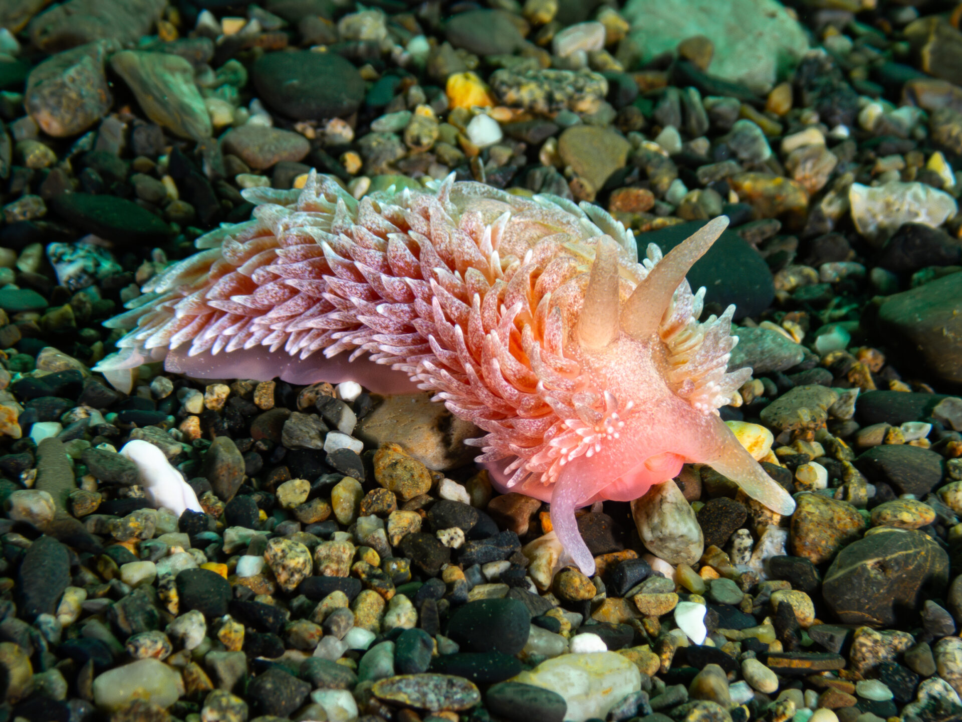 Aeolidia papillosa — Océano Austral