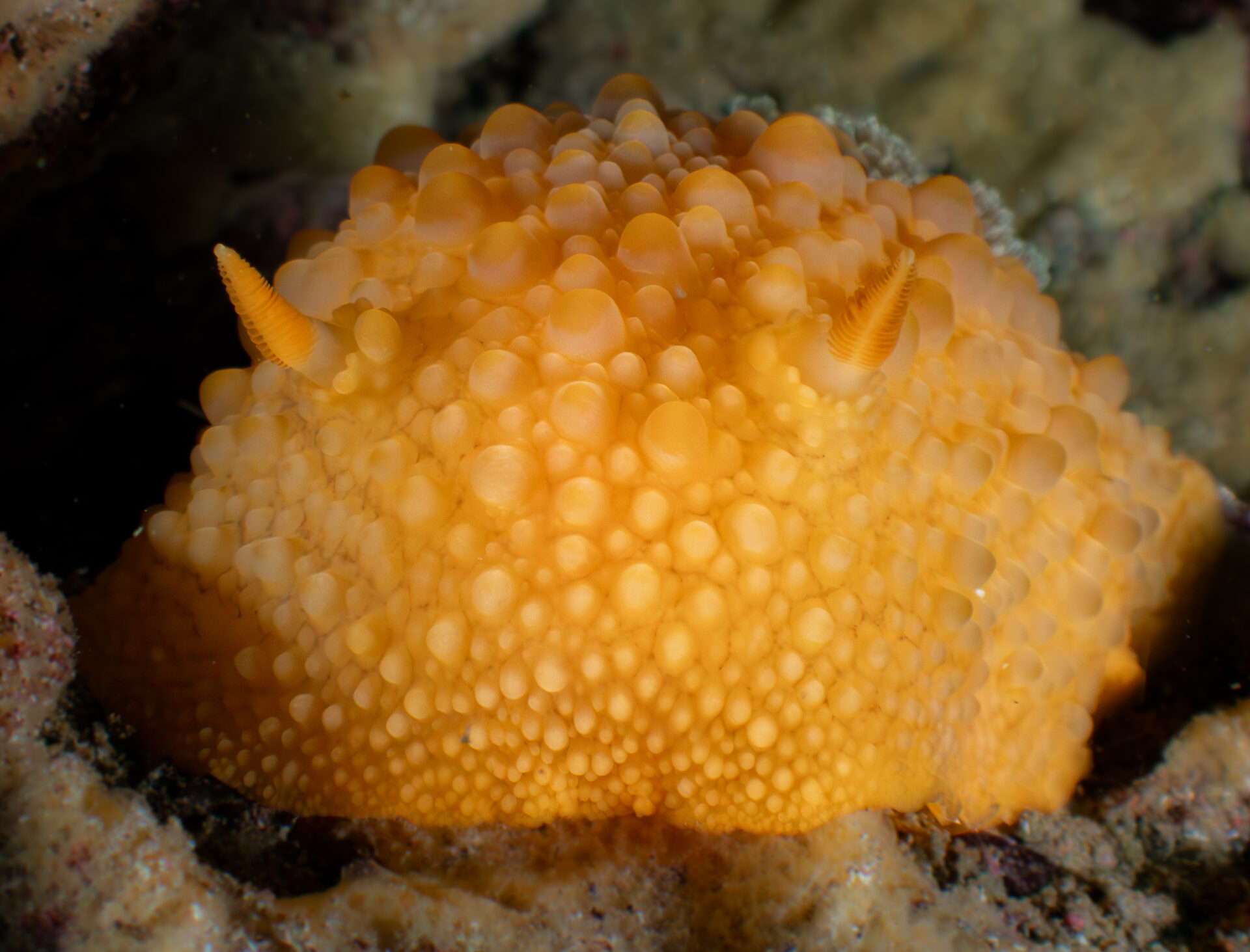 Archidoris fontaini — Océano Austral