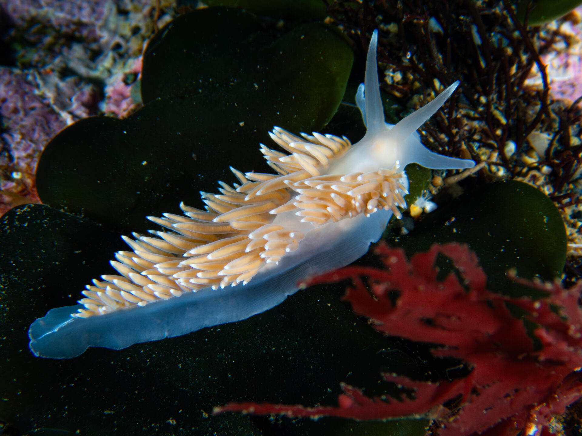 Flabellina falklandica — Océano Austral