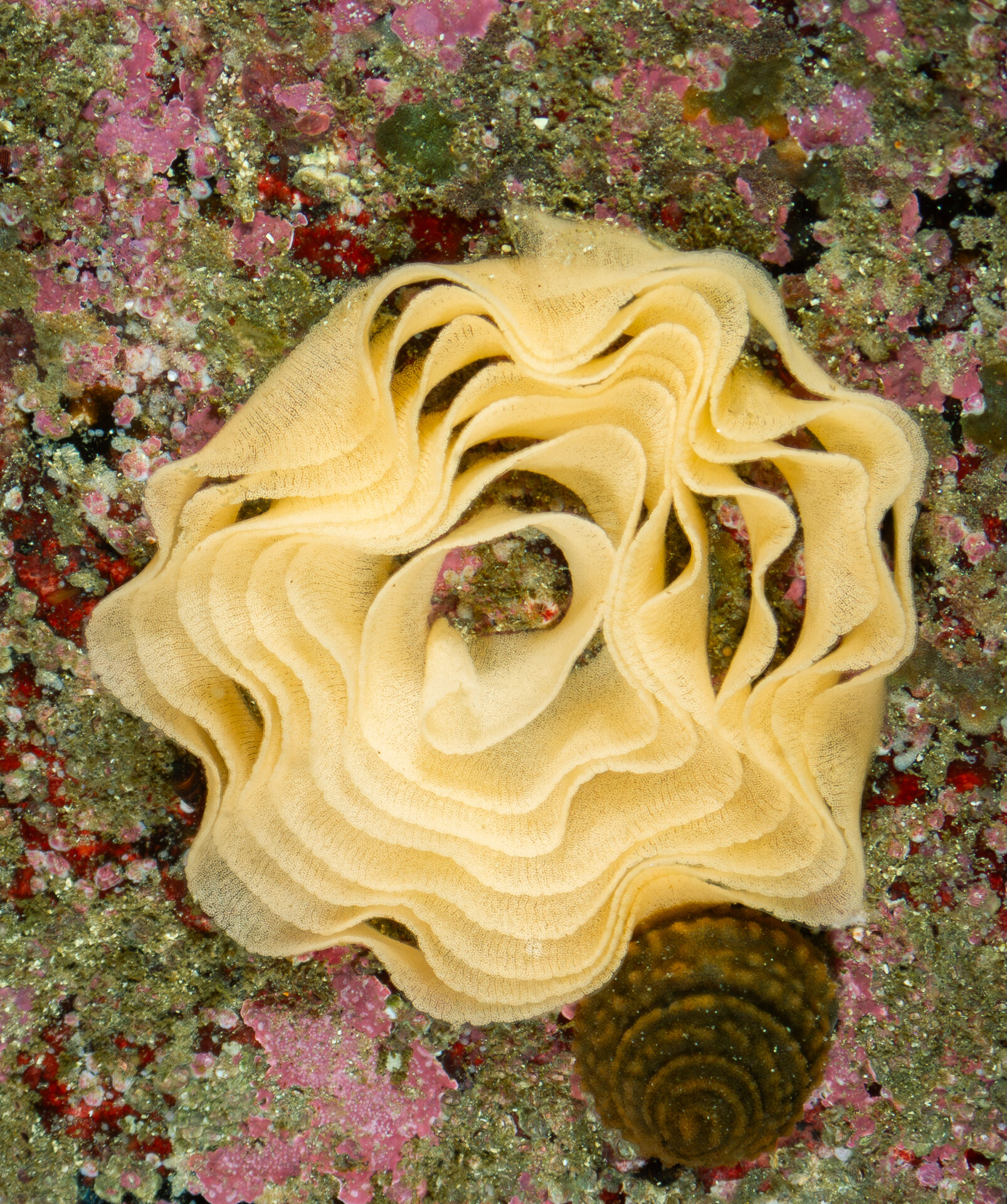 Huevos de Archidoris fontaini — Océano Austral